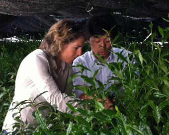 My Matcha Life | Calli O'Brien and colleague examining tea leaves