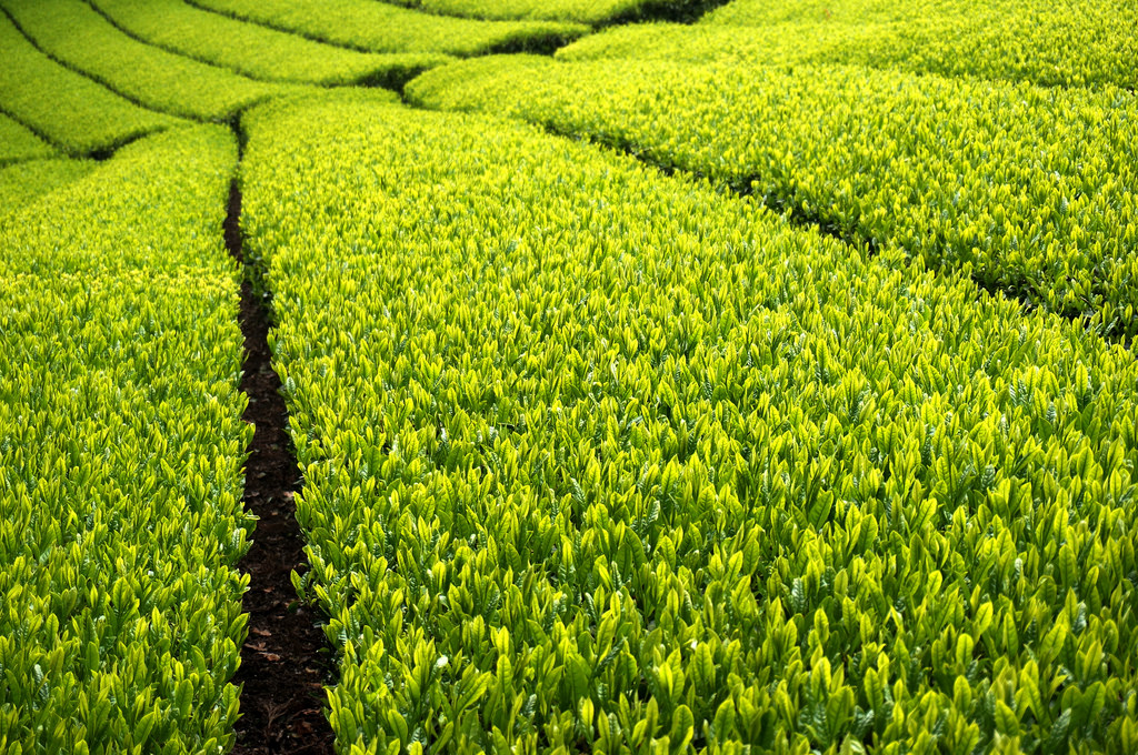 Japanese Green Tea Leaves | Photo by j_arlecchino