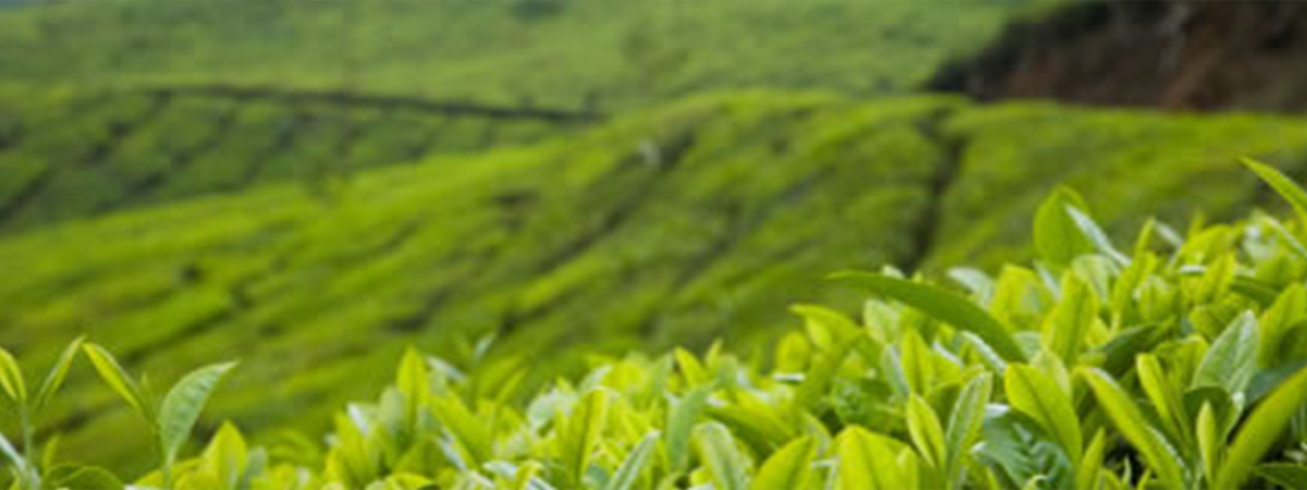 DoMatcha Tea Fields in Kagoshima, Japan | Photo courtesy of Gislinde Bronson